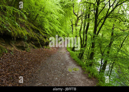 Un percorso anche se un bosco di latifoglie sulla banca del fiume Barle in primavera nel Parco Nazionale di Exmoor vicino a Dulverton, Somerset. Foto Stock