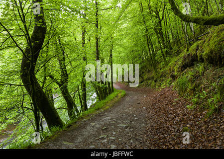 Un percorso anche se un bosco di latifoglie sulla banca del fiume Barle in primavera nel Parco Nazionale di Exmoor vicino a Dulverton, Somerset. Foto Stock