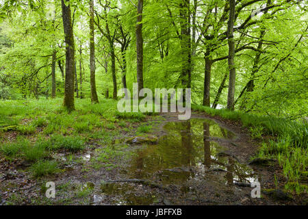 Un percorso anche se un bosco di latifoglie sulla banca del fiume Barle in primavera nel Parco Nazionale di Exmoor vicino a Dulverton, Somerset. Foto Stock