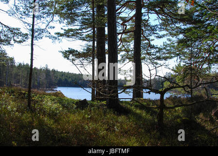 Scintillante lago con lingonberry lucide foglie a provincia Smaland in Svezia Foto Stock