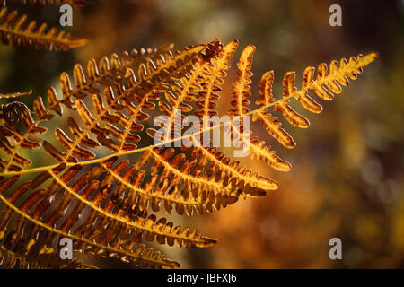 Close-up di colorato (giallo e marrone) retro-illuminato bracken fern frond girando dorate in autunno. Foto Stock