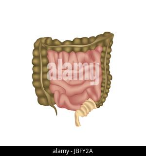 Apparato digestivo umano, il tubo digerente o il canale alimentare. grande intestino isolato. Illustrazione Vettoriale