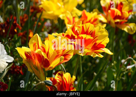 Grassetto rosso e giallo tulipani Monsella nel sole primaverile Foto Stock