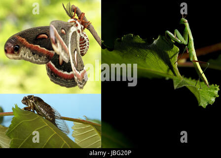 Un collage di diversi bug trovati nella stagione estiva di Ontario, Canada. Foto Stock
