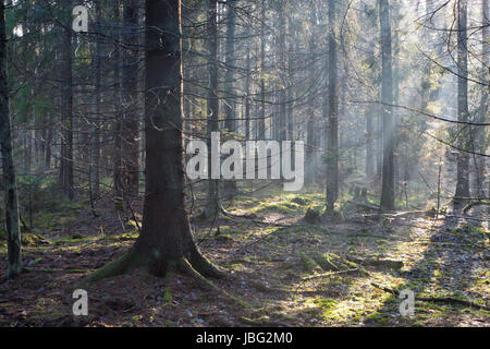 Sunbeam entrando in stand di conifere nella foschia mattutina con il vecchio albero di abete rosso in primo piano Foto Stock