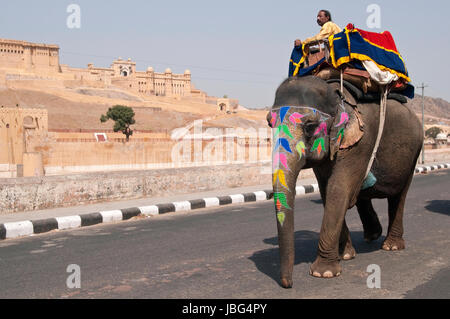 Elephant con testa decorata e tronco a piedi lungo la strada a Forte Amber alla periferia di Jaipur nel Rajasthan, India. Foto Stock