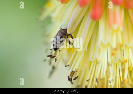 Miele API mellifera ape su rosso hot poker fiore Foto Stock