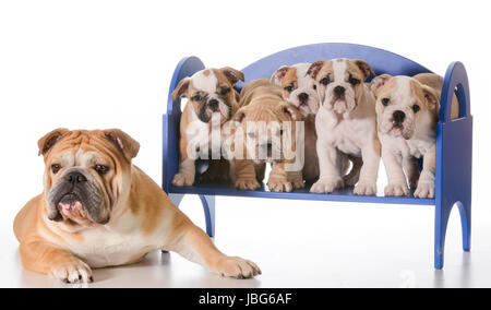 Famiglia di cane - Bulldog inglese padre posa accanto a cucciolata di cuccioli seduta su una panchina isolata su sfondo bianco Foto Stock