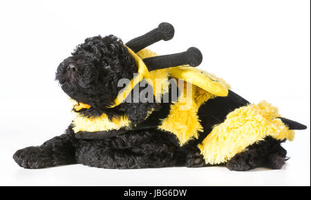 Barbet cucciolo indossando il costume Ape su sfondo bianco Foto Stock