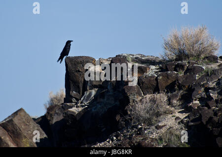 Raven comune arroccato sulle rocce Foto Stock