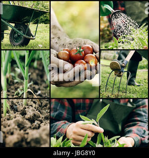 Giardino. Collage di primavera lavori di giardinaggio. Erbe e verdure Foto Stock