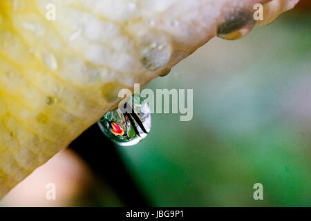 Le gocce di pioggia sull'erba lascia dopo heavy rain Foto Stock