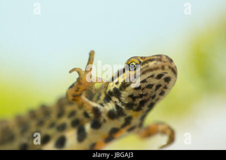 Newt liscio. Lissotriton (Triturus vulgaris)). Maschio adulto in allevamento acquatiche colori. Norfolk. Regno Unito Foto Stock