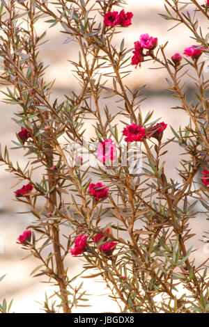 Impianto di Manuka in fiore Foto Stock