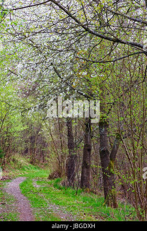 Frühlingsstimmung in der Natur Foto Stock