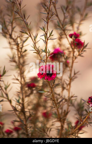 Impianto di Manuka in fiore Foto Stock