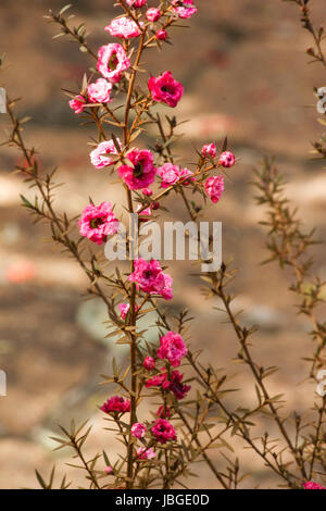 Impianto di Manuka in fiore Foto Stock