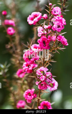 Impianto di Manuka in fiore Foto Stock