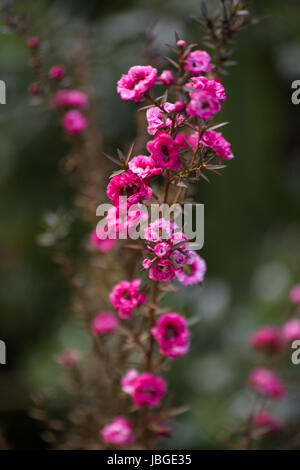 Impianto di Manuka in fiore Foto Stock