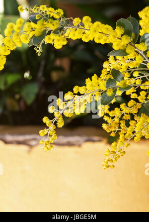 Perla di fiori di acacia Foto Stock