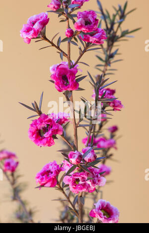 Impianto di Manuka in fiore Foto Stock