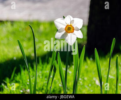 Bella bianca narcisi in primavera. Profondità di campo -- messa a fuoco selettiva su narcisi in primo piano. Foto Stock