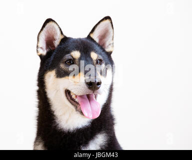 Nero e marrone Shiba Inu Foto Stock