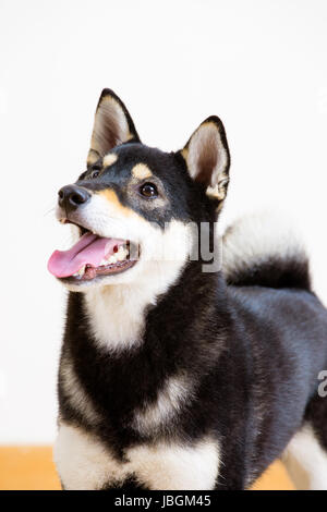 Japnese Shiba Inu cane Foto Stock