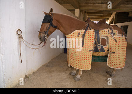 Un lancer cavallo prima inizia la corrida. Cavalli, tunnel sotto la tribuna di arena Foto Stock