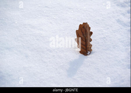 Eichenblatt im Schnee Foto Stock