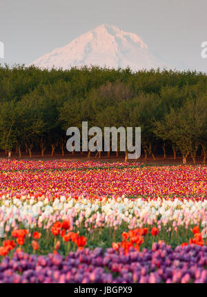 Più colori di tulipani crescere nel campo con Mt. Al di là del cofano Foto Stock