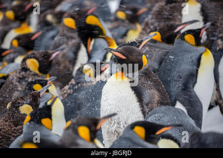 Re pinguini sull Isola Georgia del Sud Foto Stock