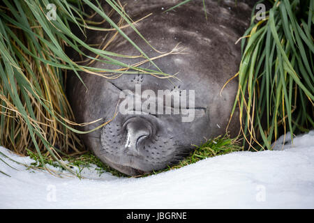 Guarnizione di elefante a Grytviken, Isola Georgia del Sud Foto Stock