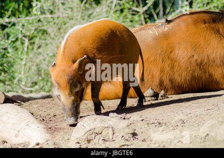 Una vista di profilo del Fiume Rosso hog, noto anche come Bush, maiale un maiale selvatico annusando il terreno. È sorprendente red rufus pelliccia con gambe di nero e un tufted striscia bianca lungo la colonna vertebrale e ciuffi auricolari. Foto Stock