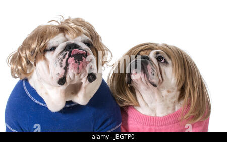 Cane giovane - Bulldog inglese maschio e femmina indossando parrucche Foto Stock