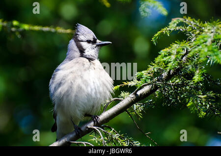 Giovani Blue Jay tutti gonfi Foto Stock