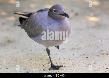 Gabbiano di lava (Larus fuliginosus) in piedi su una gamba sola, Genovesa Island, Galapagos National Park, Ecuador Foto Stock