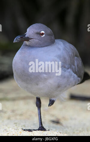 Gabbiano di lava (Larus fuliginosus) in piedi su una gamba sola, Genovesa Island, Galapagos National Park, Ecuador Foto Stock