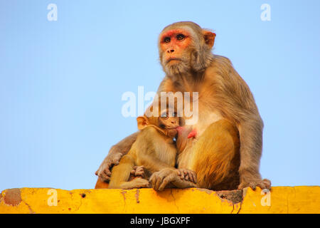 Macaco rhesus con un bambino seduto su una parete in Taj Ganj quartiere di Agra, Uttar Pradesh, India. Agra è una delle più popolose città in Uttar Foto Stock