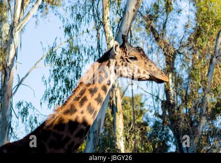 Una vista ravvicinata di un adulto giraffa. La Giraffa camelopardalis è il più alto vivono animali terrestri e il più grande ruminanti, con collo molto lungo e le gambe, simile a un corno e ossicones caratteristico pattern di rivestimento Foto Stock