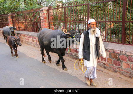 Local uomo a camminare con il bufalo d'acqua in strada di Fatehpur Sikri, Uttar Pradesh, India. La città è stata fondata nel 1569 dall'imperatore Mughal Akbar, Foto Stock