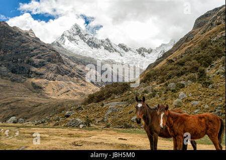 Due cavalli al di sotto di un ghiacciaio in Santa Cruz Valley Foto Stock