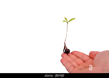 Una quercia piantina in appoggio su un uomo del dito. Foto Stock