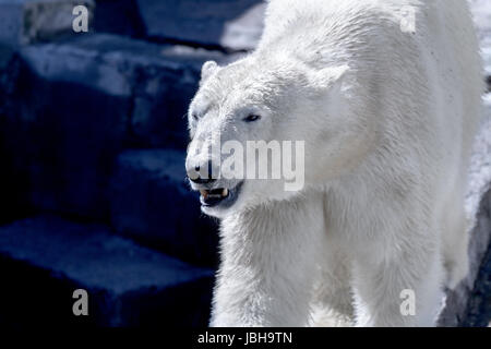 Immagine di un animale predatore grande orso bianco Foto Stock