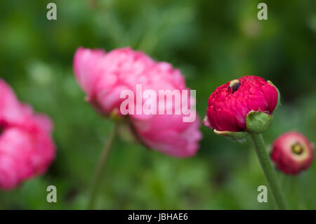 Pinke Ranunkel im Frühling Foto Stock