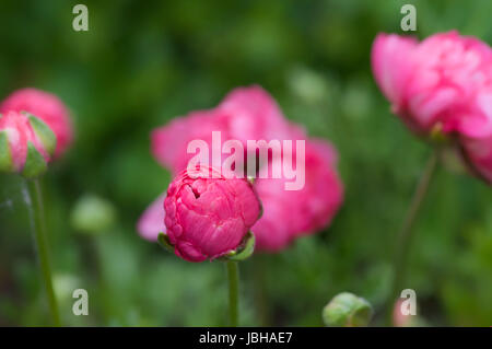 Pinke Ranunkel im Frühling Foto Stock