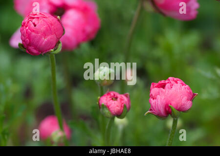 Pinke Ranunkel im Frühling Foto Stock