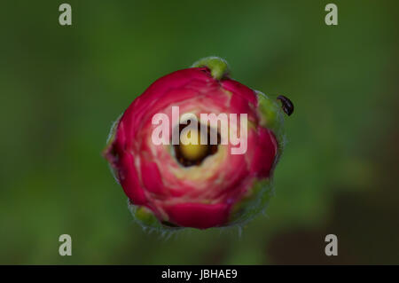 Pinke Ranunkel im Frühling Foto Stock