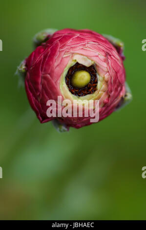 Pinke Ranunkel im Frühling Foto Stock