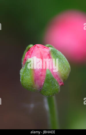 Pinke Ranunkel im Frühling Foto Stock